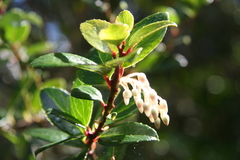 Gaultheria insana