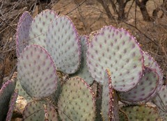 Opuntia santa-rita