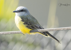 Tyrannus melancholicus