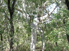 Corymbia flavescens