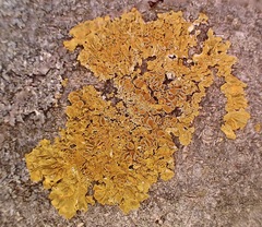 Xanthoria parietina