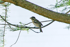 Pheucticus ludovicianus