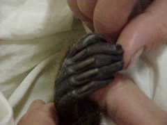 Platypus photo 4