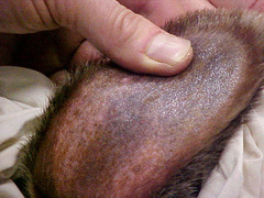 Platypus photo 5