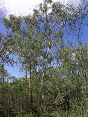 Corymbia flavescens