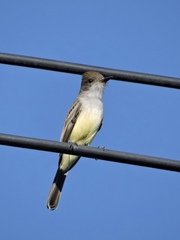 Myiarchus swainsoni