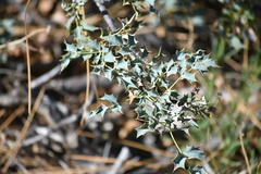 Berberis higginsiae