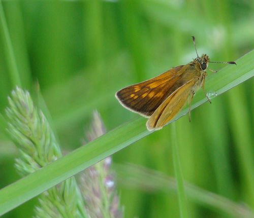 Large skipper