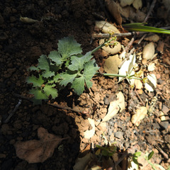 Lomatium repostum