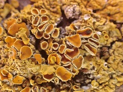 Xanthoria parietina