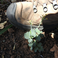 Lomatium repostum