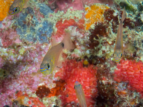 Taeniamia fucata observed 2017-07-21