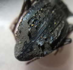 Entomoderes cellulosus