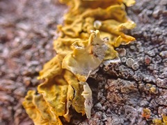 Xanthoria parietina
