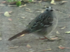 Zonotrichia leucophrys