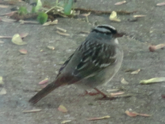 Zonotrichia leucophrys