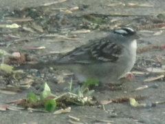 Zonotrichia leucophrys