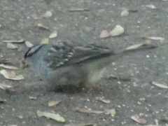 Zonotrichia leucophrys