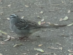 Zonotrichia leucophrys