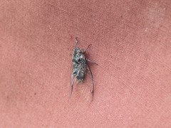 Amphipsalta cingulata