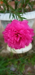 Magnoliopsida