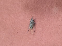 Amphipsalta cingulata