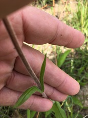 Penstemon laxiflorus