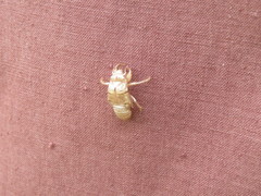 Amphipsalta cingulata