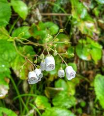 Jovellana sinclairii