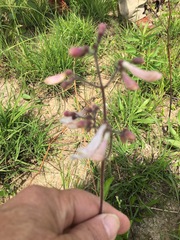 Penstemon laxiflorus