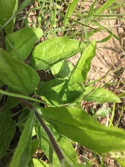 Penstemon laxiflorus