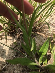 Penstemon laxiflorus
