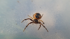 Synema globosum