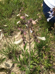 Penstemon laxiflorus
