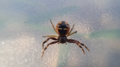 Synema globosum