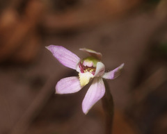 Caladenia variegata