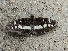 Castilia