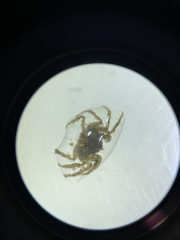 Halicarcinus