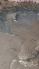 Herichthys carpintis