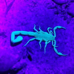 Centruroides suffusus