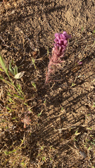 Castilleja exserta