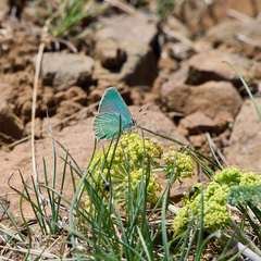 Callophrys dumetorum