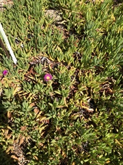 Carpobrotus aequilaterus