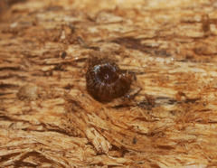 Charopidae