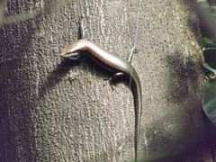 Copeoglossum nigropunctatum