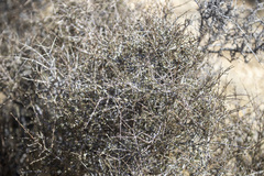 Coleogyne ramosissima