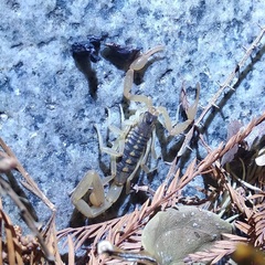 Centruroides suffusus