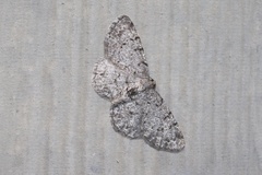 Aethalura intertexta
