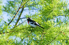 Pheucticus ludovicianus