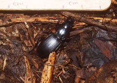 Plocamostethus planiusculus
